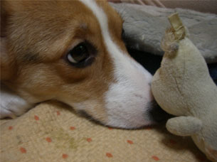 ���ǂ������炢���H